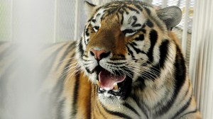 FILE - In this Oct. 6, 2007, file photo, LSU mascot Mike VI, a part Bengal and Siberian tiger, sits in his cage on the field for his first time before an NCAA college football game between LSU and Florida in Baton Rouge, La. (AP Photo/Alex Brandon, File)